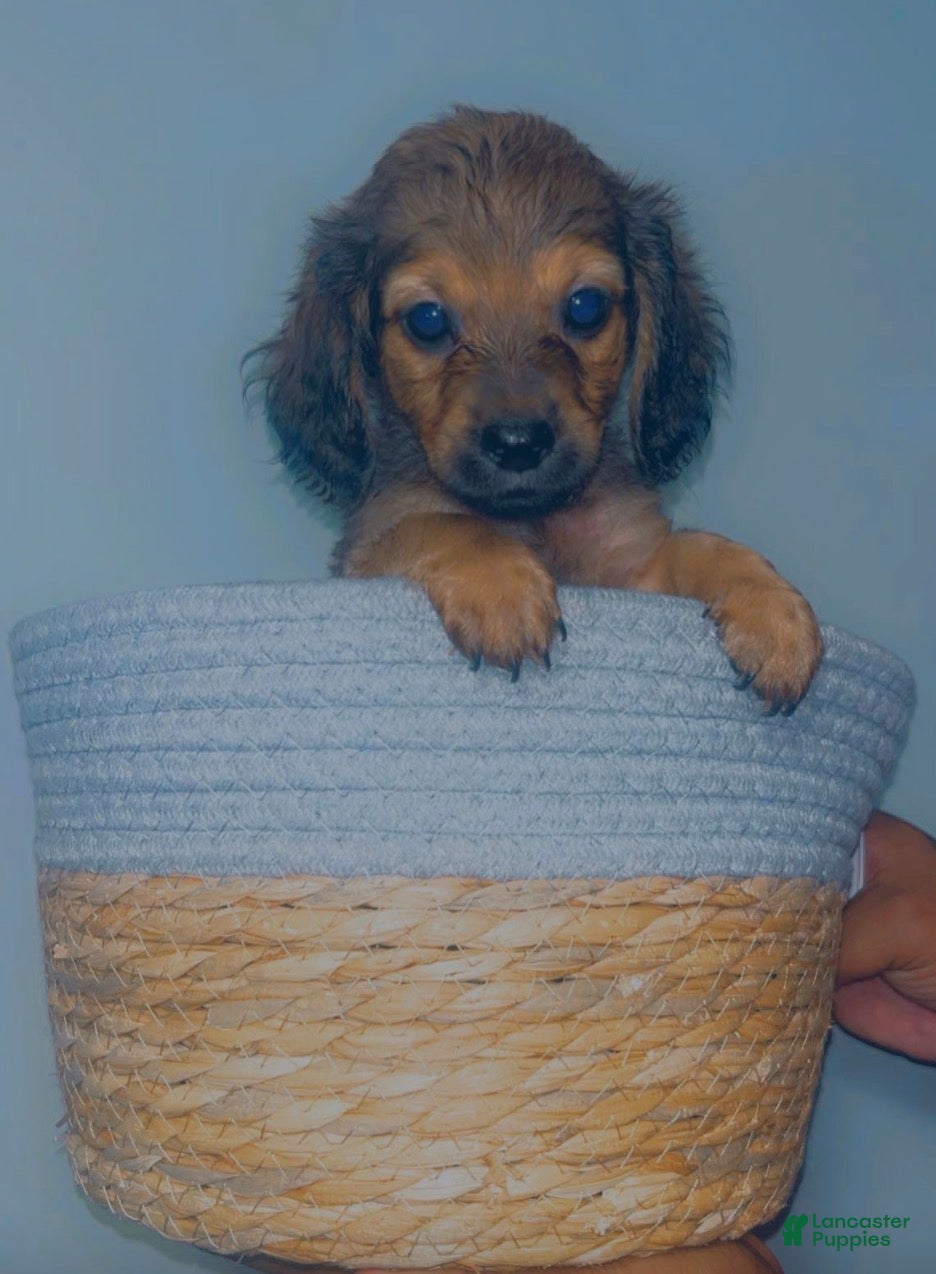 Mixed Breed dogs for sale: 🍁 Maple - Ad 2