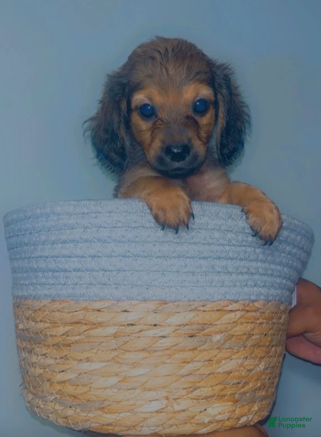 Mixed Breed dogs for sale: 🍁 Maple - Ad 1