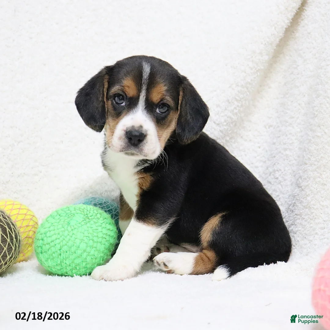 Beagle dogs for sale: Nikki - Ad 9