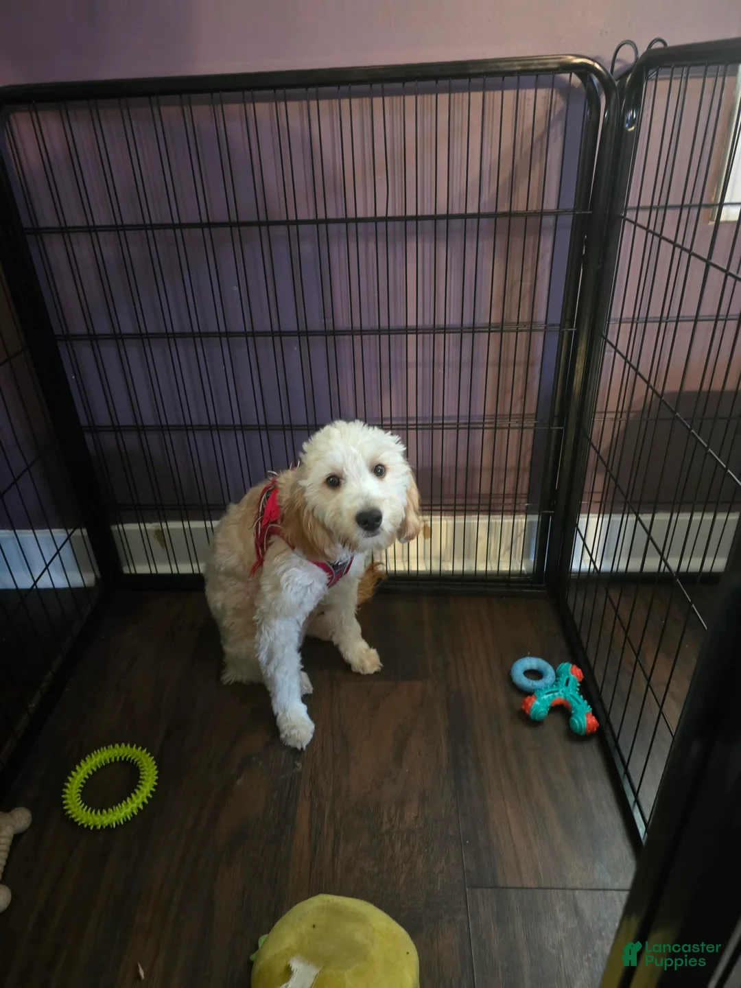 Gallery Image {{count}}