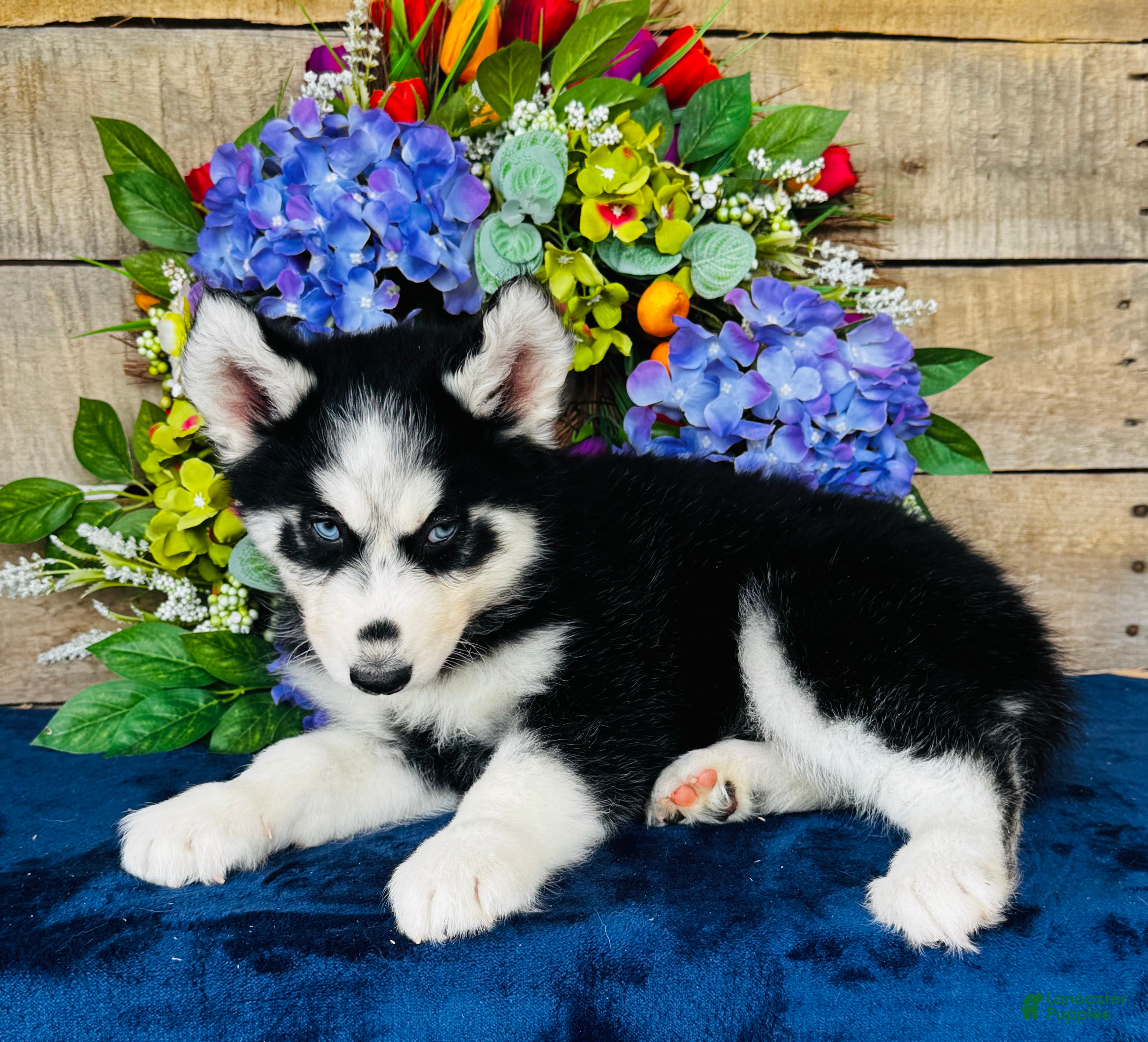 Siberian Husky dogs Jupiter - Ad 2
