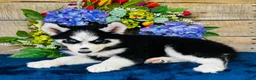 Siberian Husky dogs for sale: Jupiter - Ad 1