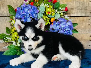 Siberian Husky dogs Jupiter - Ad 2