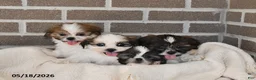 Shih Tzu dogs for sale: Kendra - Ad 2