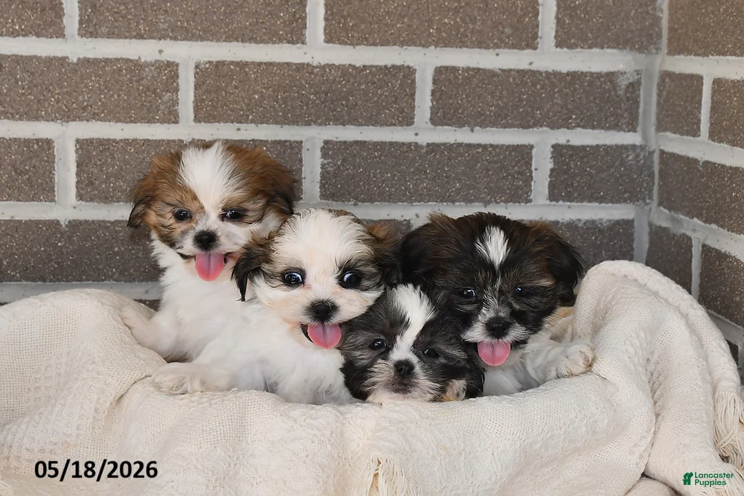 Shih Tzu dogs for sale: Kendra - Ad 2