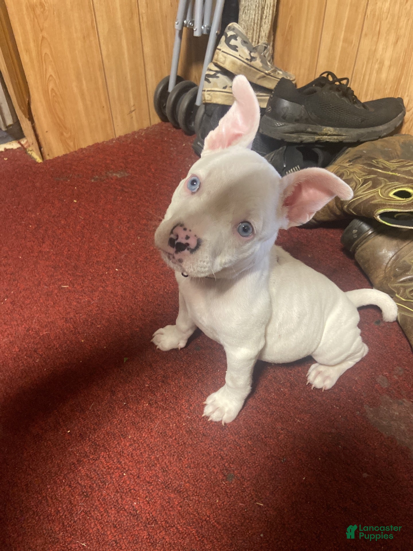 American Pit Bull Terrier (American Pit Bull Terrier, Female) in Erie, PA