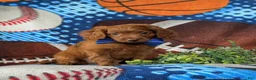 Cavapoo dogs for sale: Chas - Ad 3