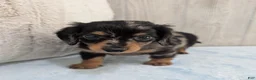 Miniature Dachshund dogs for sale: Peanut - Ad 3