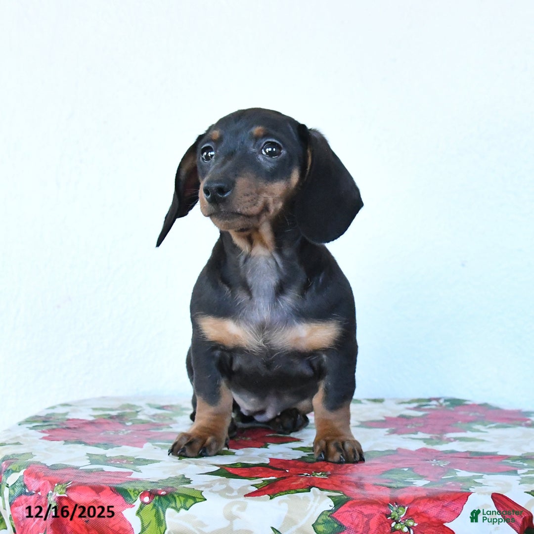 Miniature Dachshund dogs for sale: Sadie - Ad 1