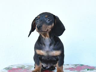 Miniature Dachshund dogs Sadie - Ad 19
