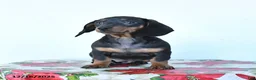 Miniature Dachshund dogs for sale: Sadie - Ad 6