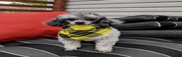 Cavapoo dogs for sale: Cosby - Ad 16