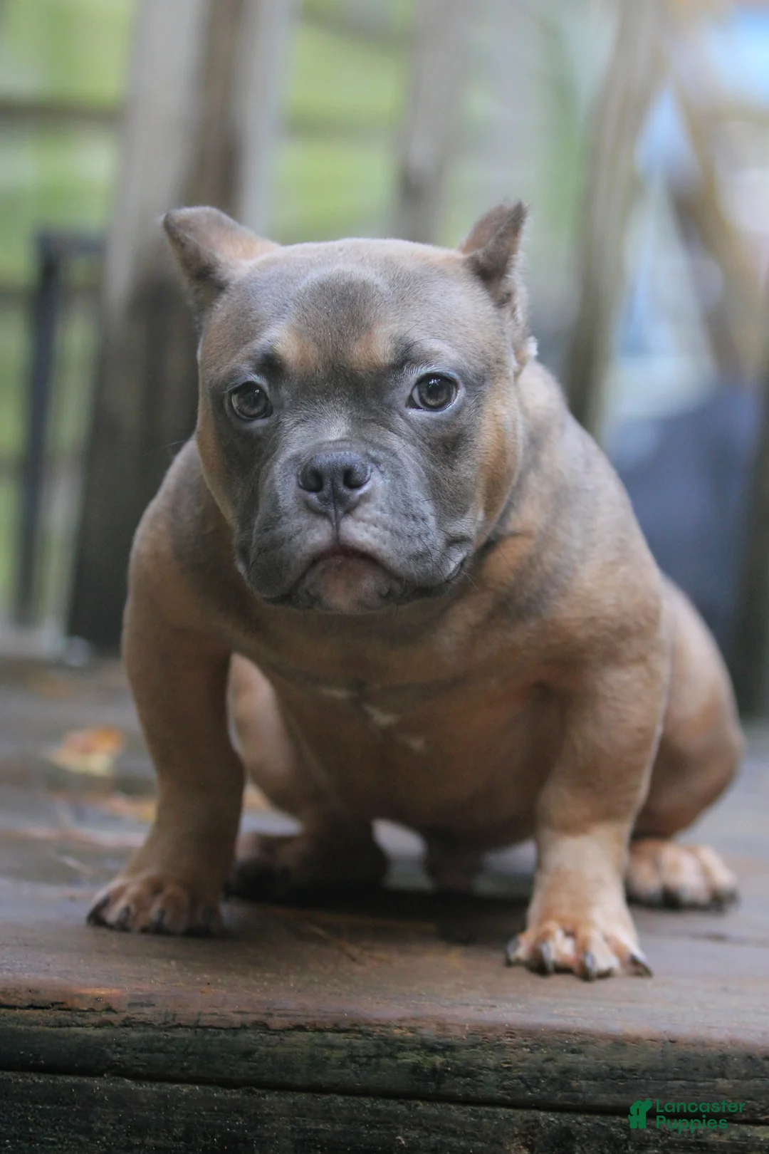 American Bully dogs for sale: Fawn Male - Ad 5