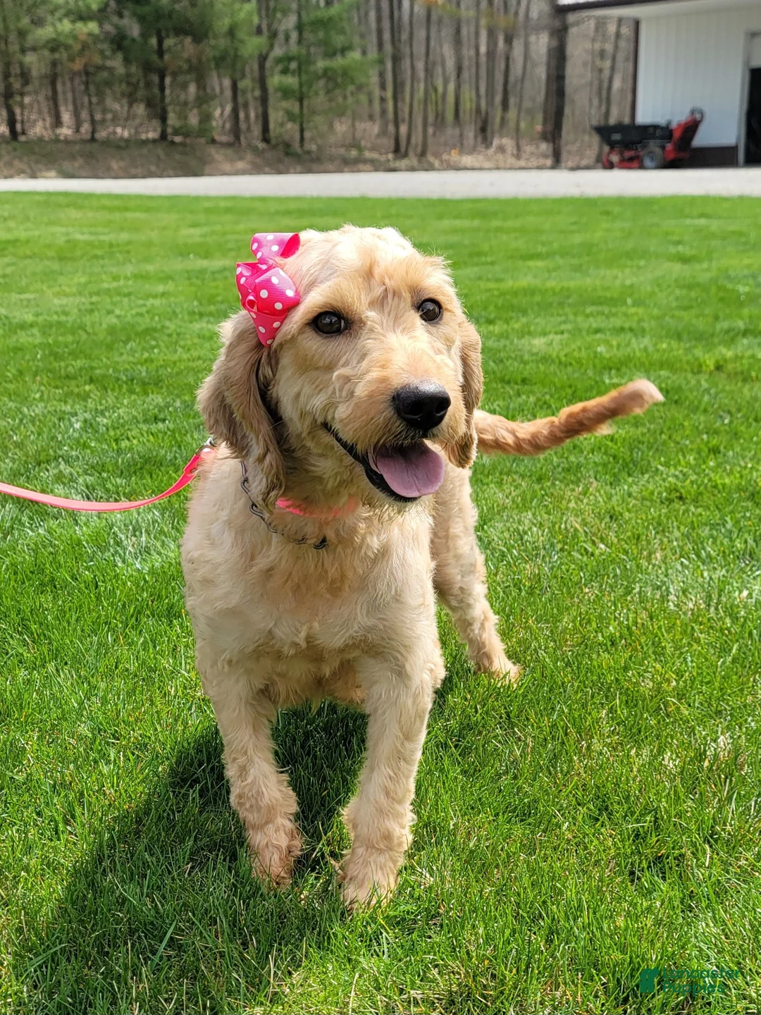 Mini Goldendoodle dogs for sale: Nicky - Ad 10