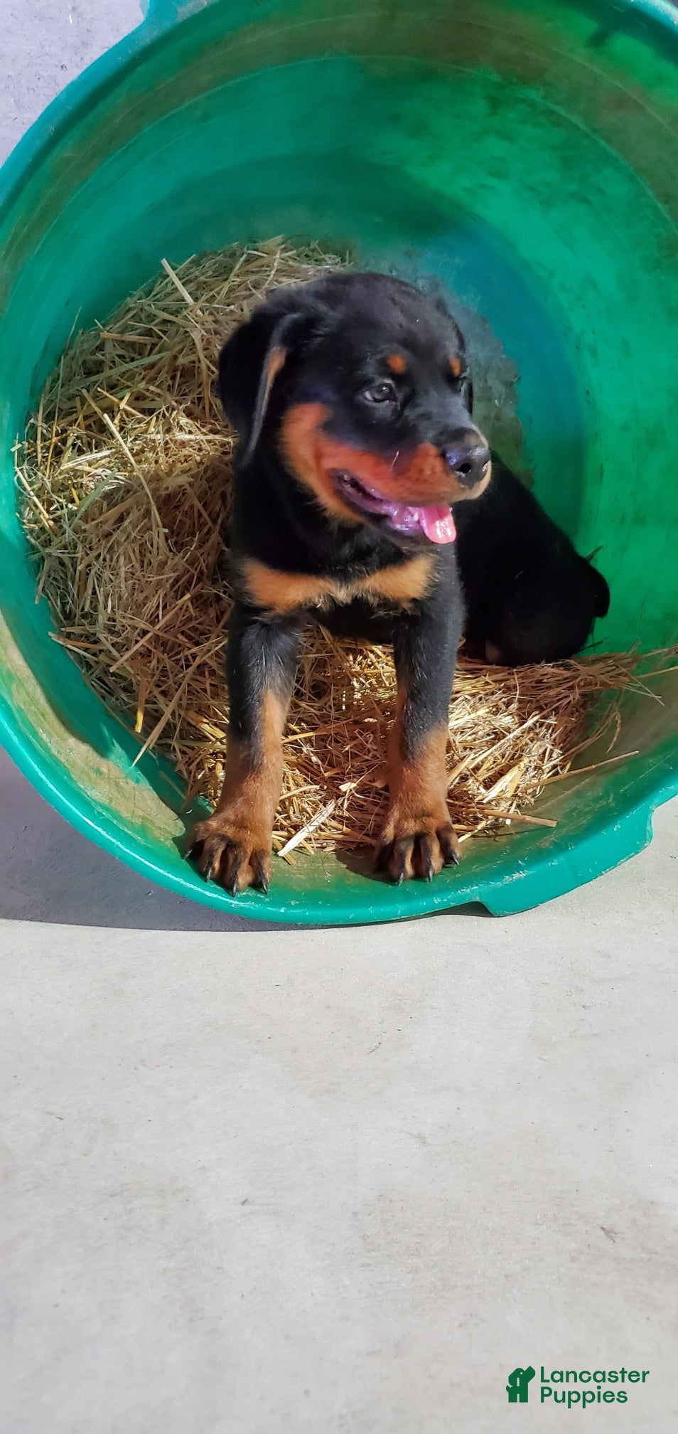 Rottweiler dogs Abbey - Ad 1