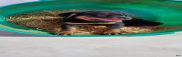 Rottweiler dogs for sale: Abbey - Ad 1