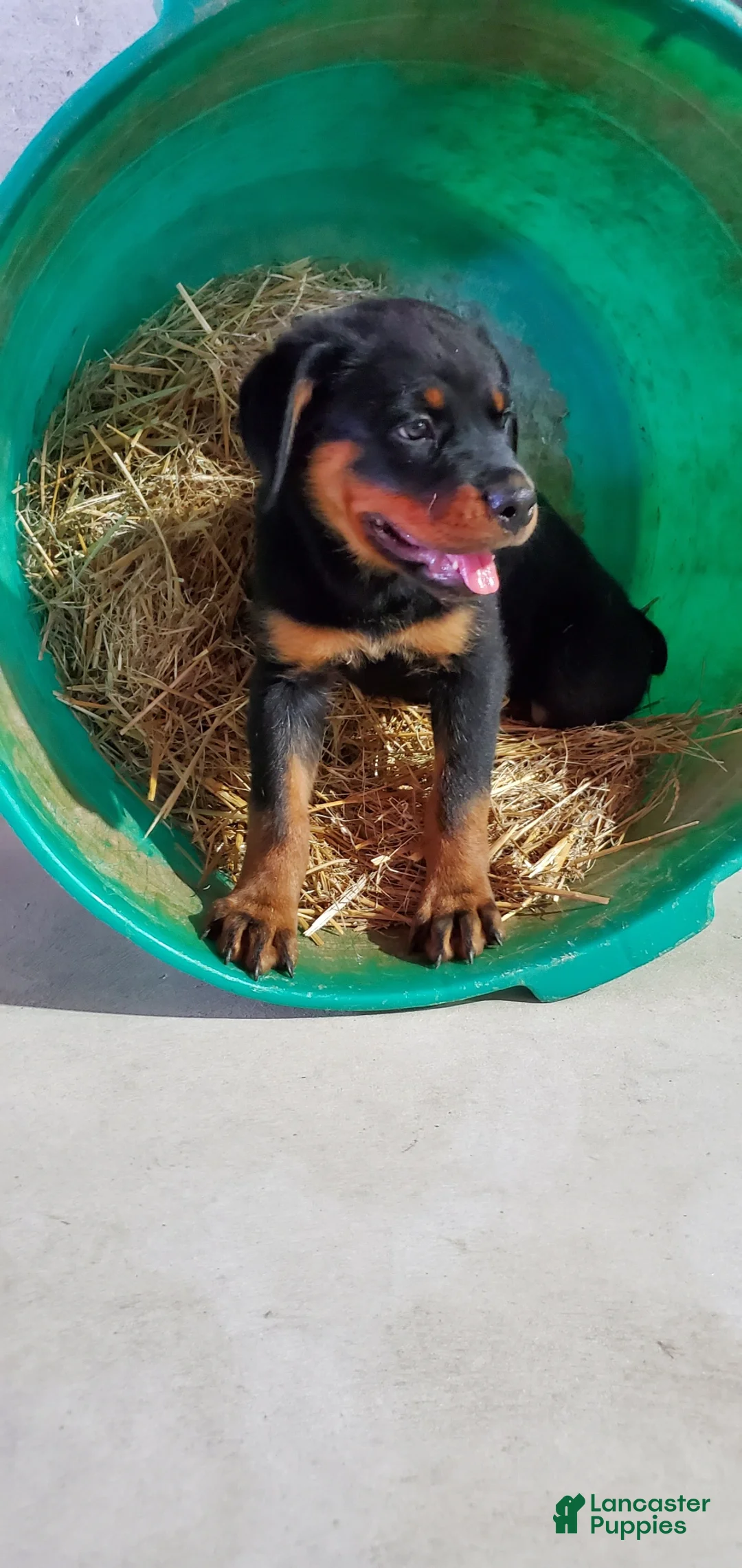 Rottweiler dogs for sale: Abbey - Ad 1