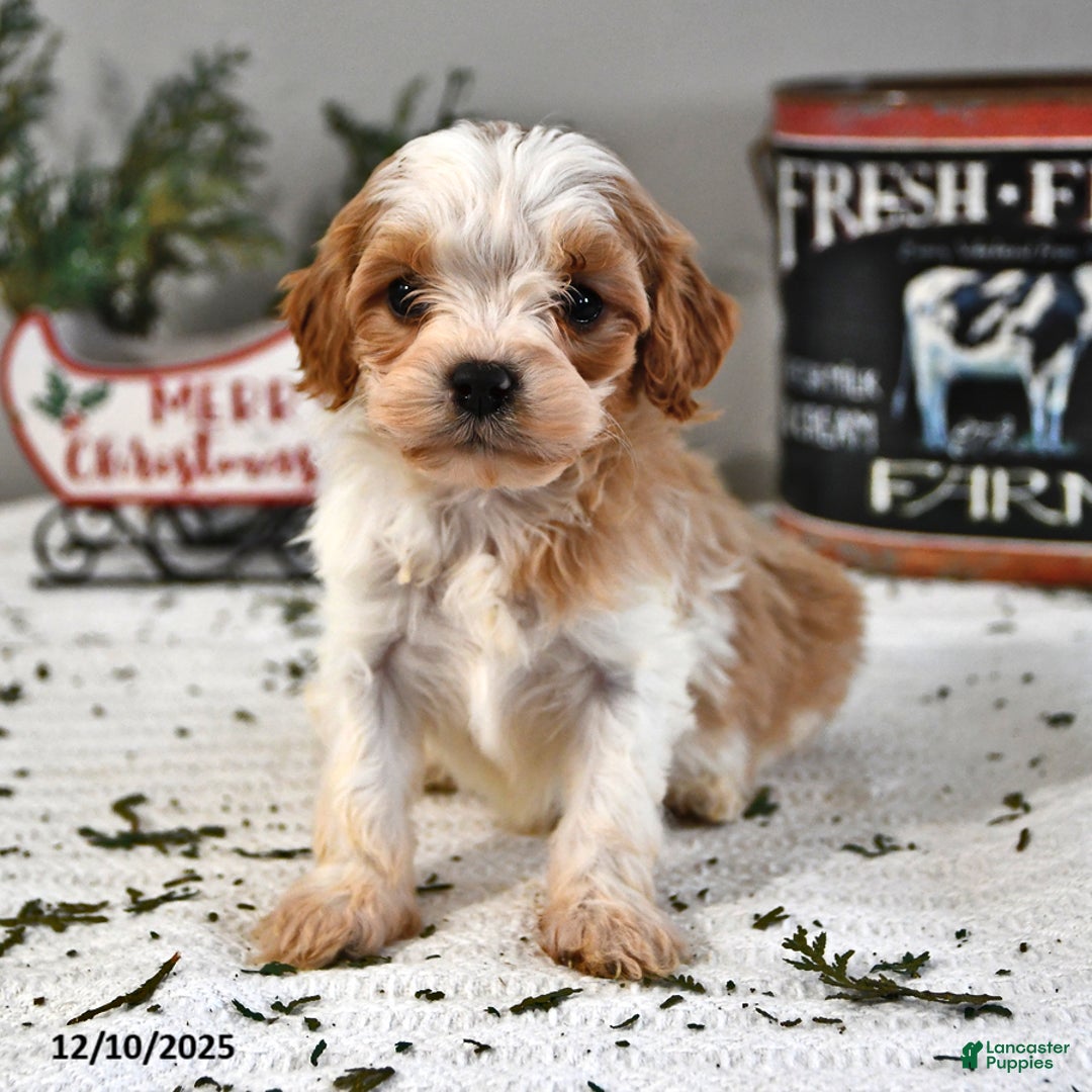 Cavapoo dogs for sale: Caleb - Ad 3