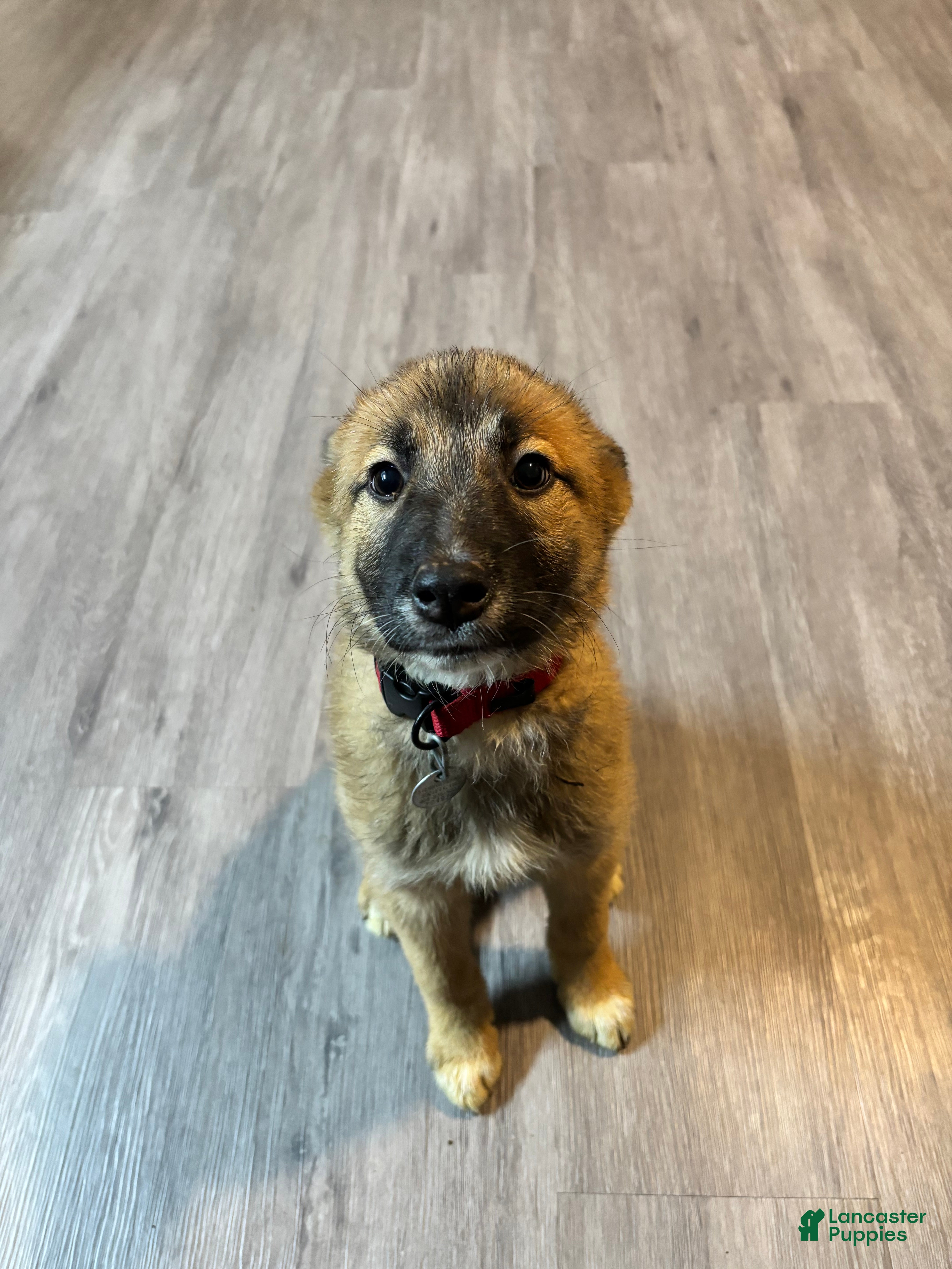 Mixed Breed dogs Mocha - Ad 36