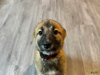 Mixed Breed dogs Mocha - Ad 13