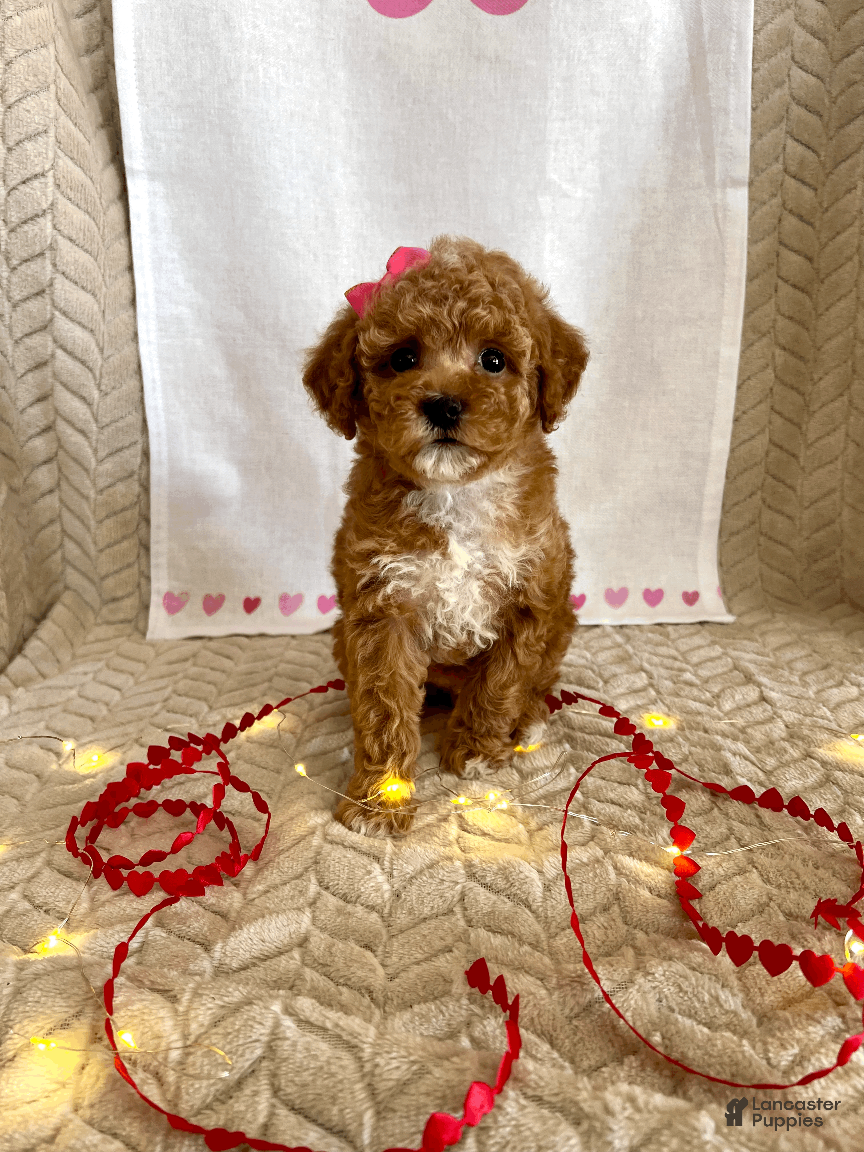 Toy Poodle dogs Ginger - Ad 16
