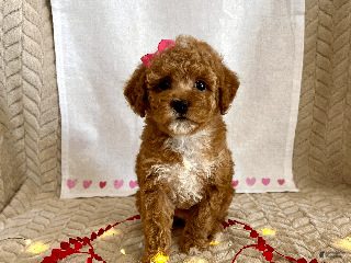 Toy Poodle dogs Ginger - Ad 27
