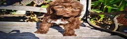 Havapoo dogs for sale: Prince - Ad 17