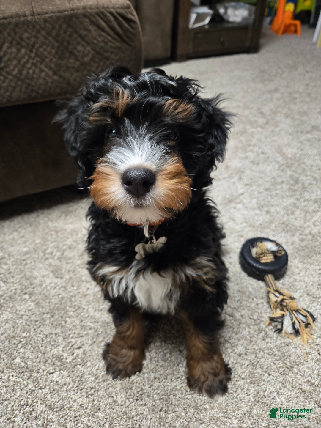 Mini Bernedoodle dogs for sale: Gabe - Ad 4