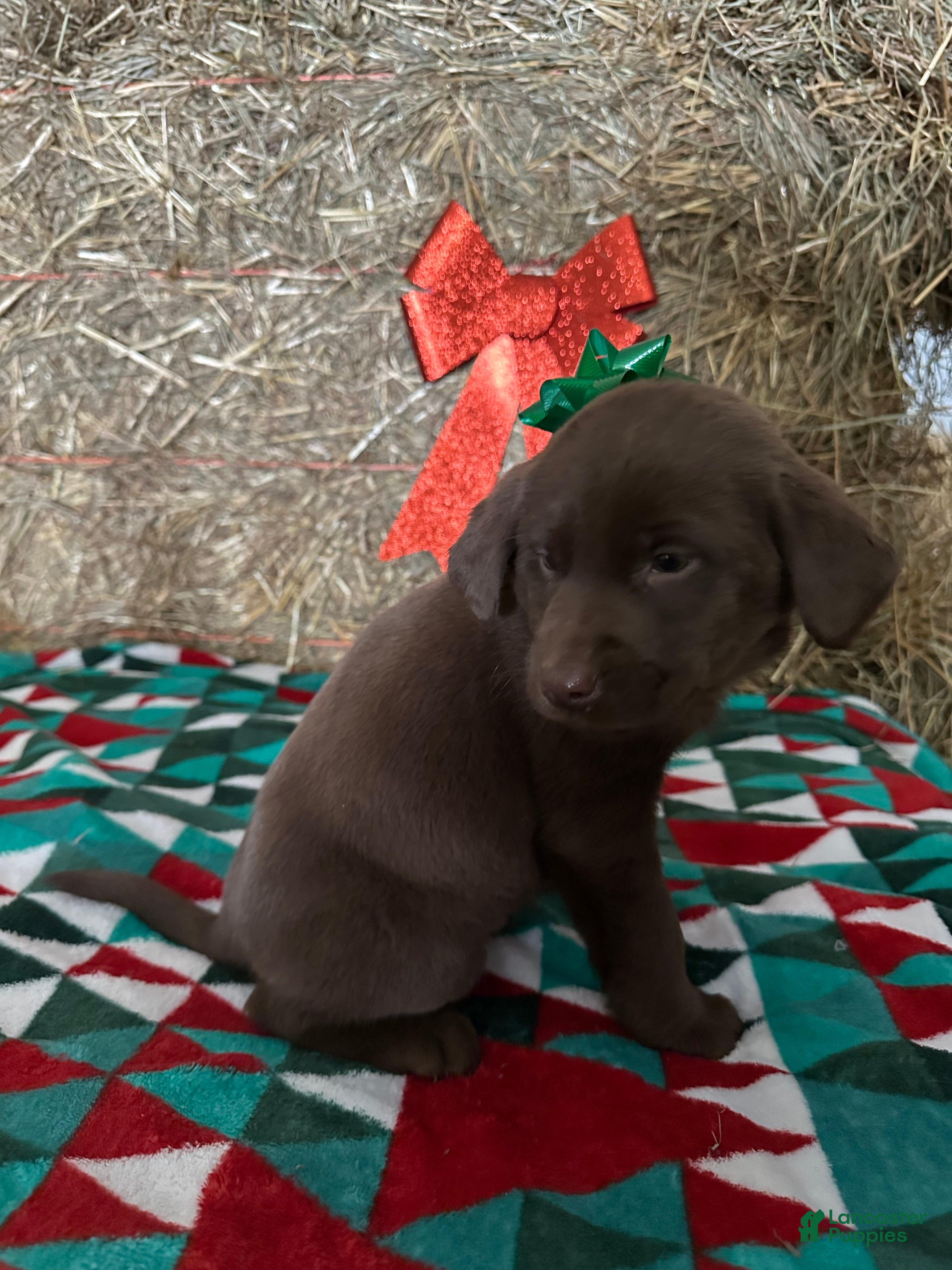 Labrador Retriever dogs for sale: Mary - Ad 3
