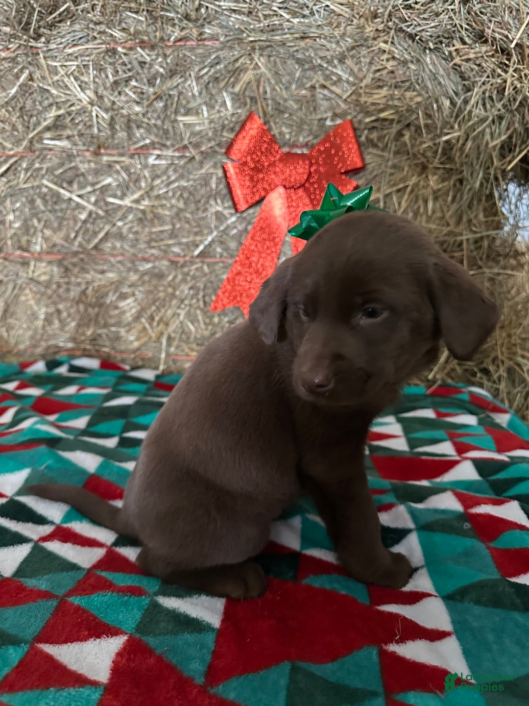 Labrador Retriever dogs for sale: Mary - Ad 1
