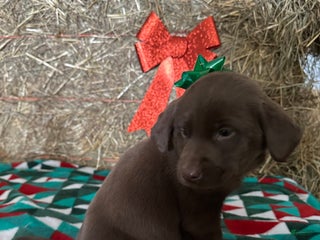 Labrador Retriever dogs for sale: Mary - Ad 3
