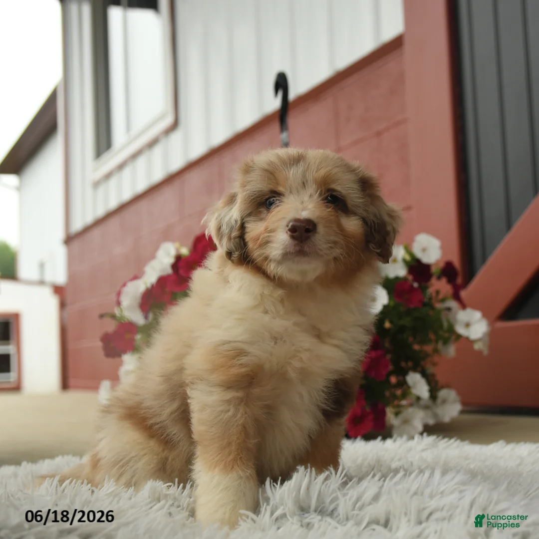 Aussiedoodle dogs for sale: Angelo - Ad 3