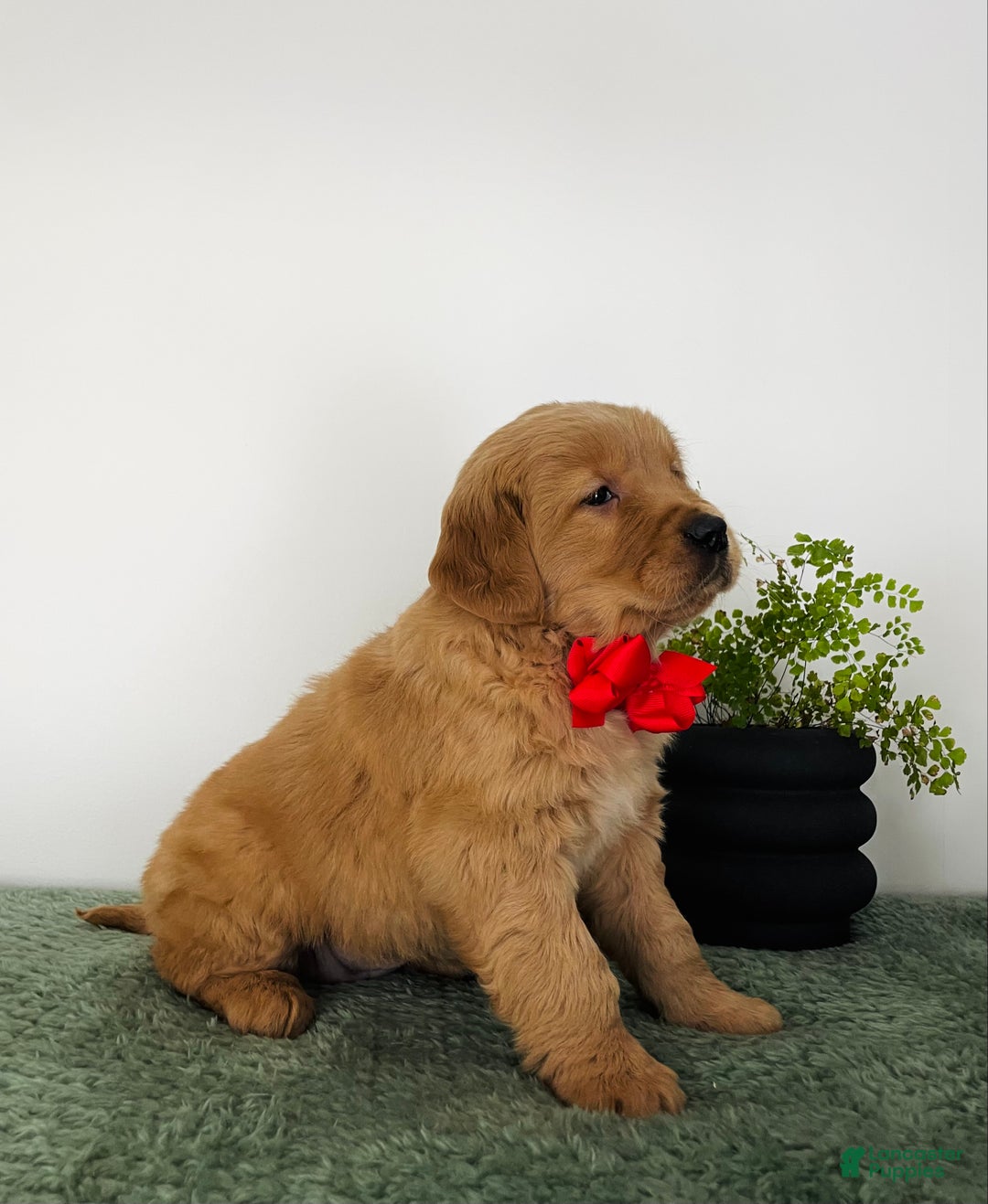 Golden Retriever dogs for sale: Nova - Ad 2