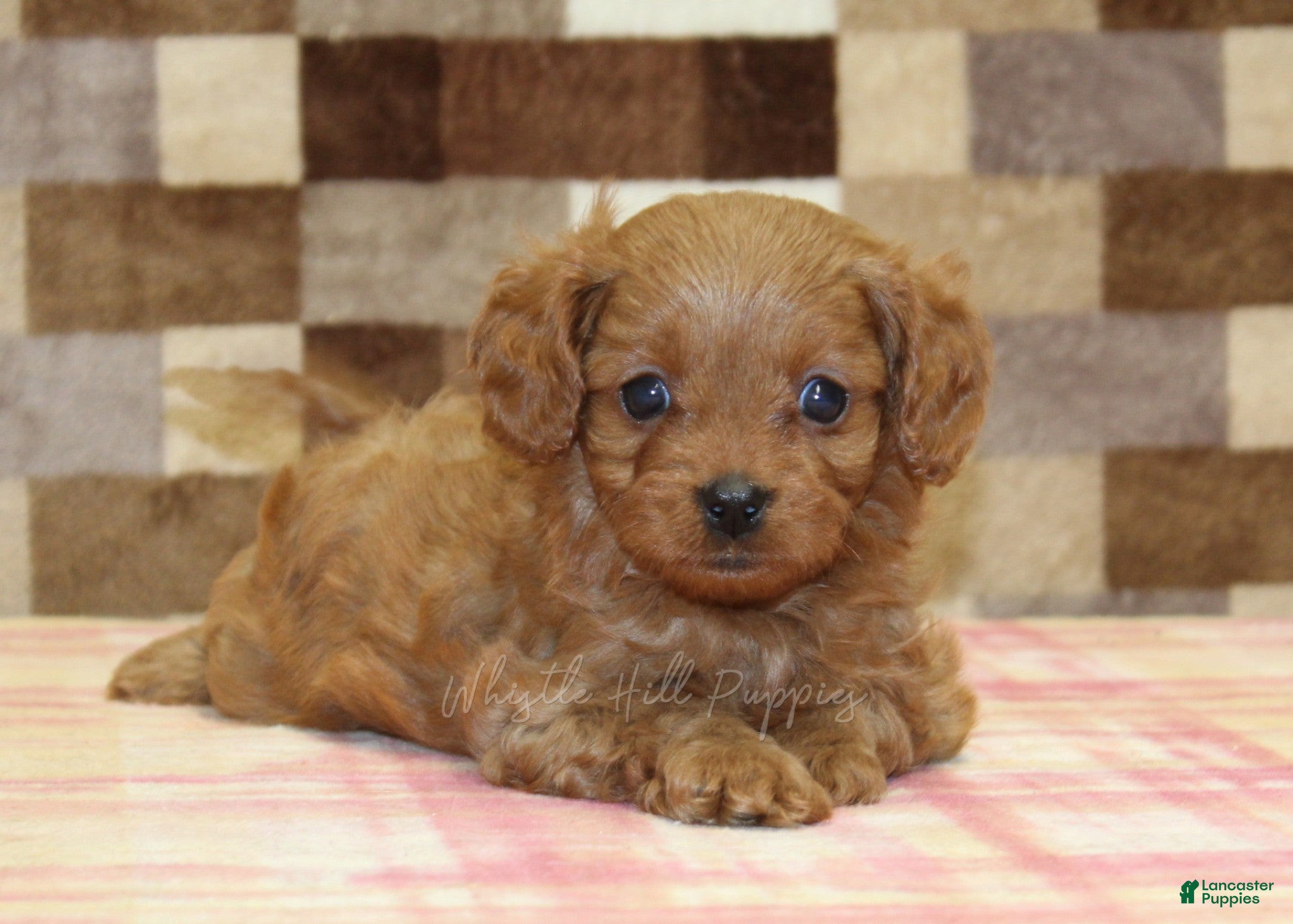Cavapoo dogs Dora - Ad 2