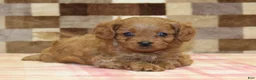 Cavapoo dogs for sale: Dora - Ad 6