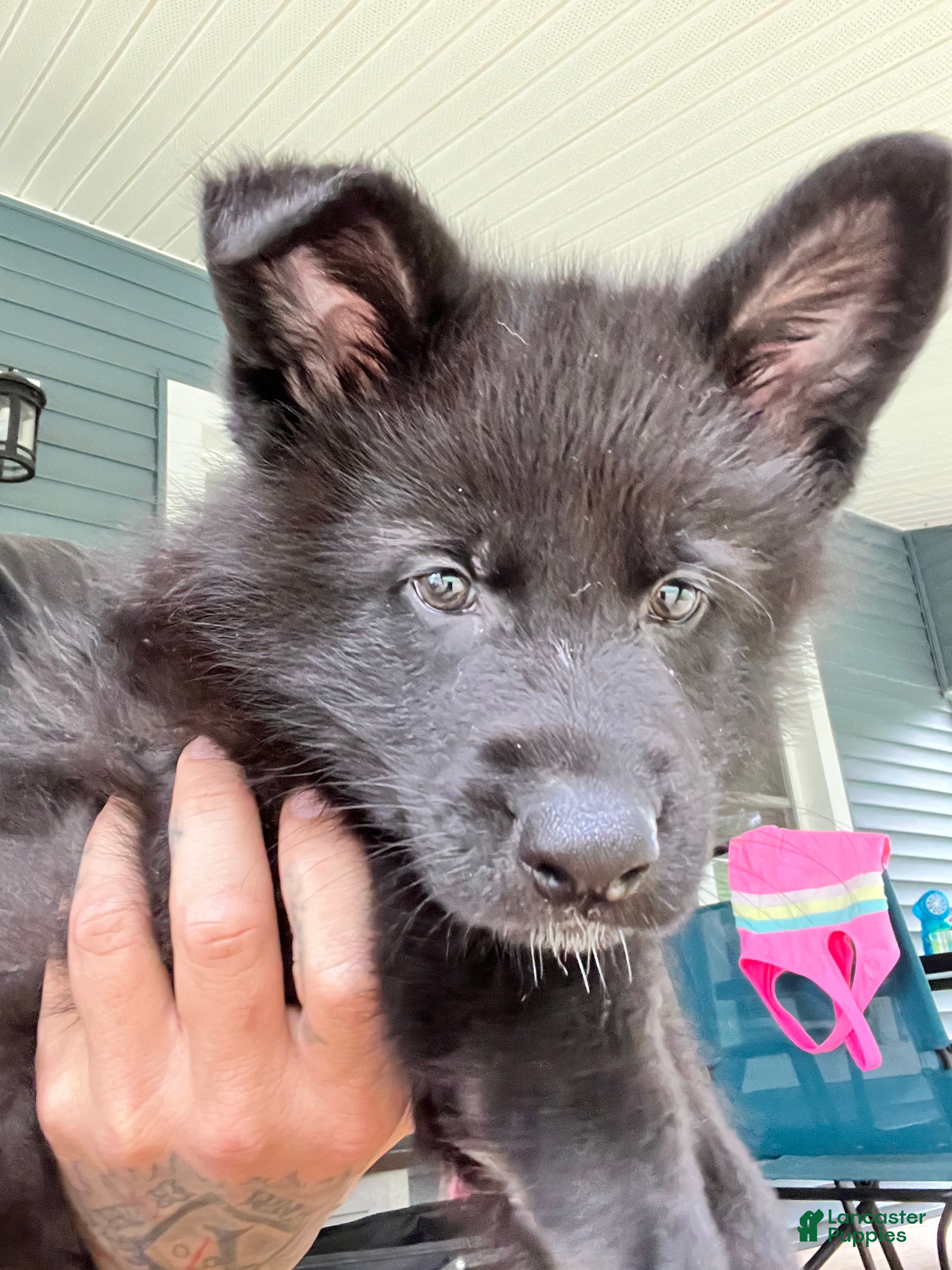 German Shepherd dogs Bruno - Ad 1