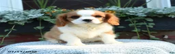 Cavalier King Charles Spaniel dogs for sale: Jaxon - Ad 3