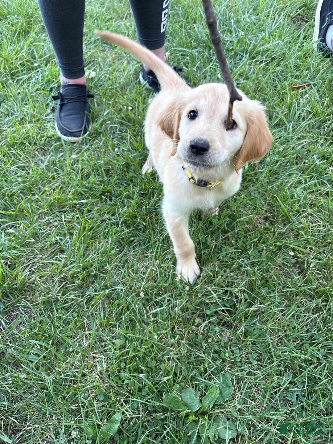 Golden Retriever dogs for sale: Yellow - Ad 2