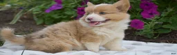 Welsh Corgi Pembroke dogs for sale: Remi - Ad 6