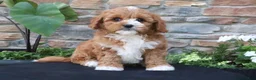 Cavapoo dogs for sale: Leo - Ad 5