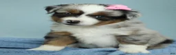 Miniature Australian Shepherd dogs for sale: Sage 🌿 - Ad 1