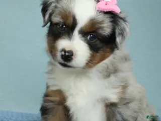 Miniature Australian Shepherd dogs for sale: Sage 🌿 - Ad 1