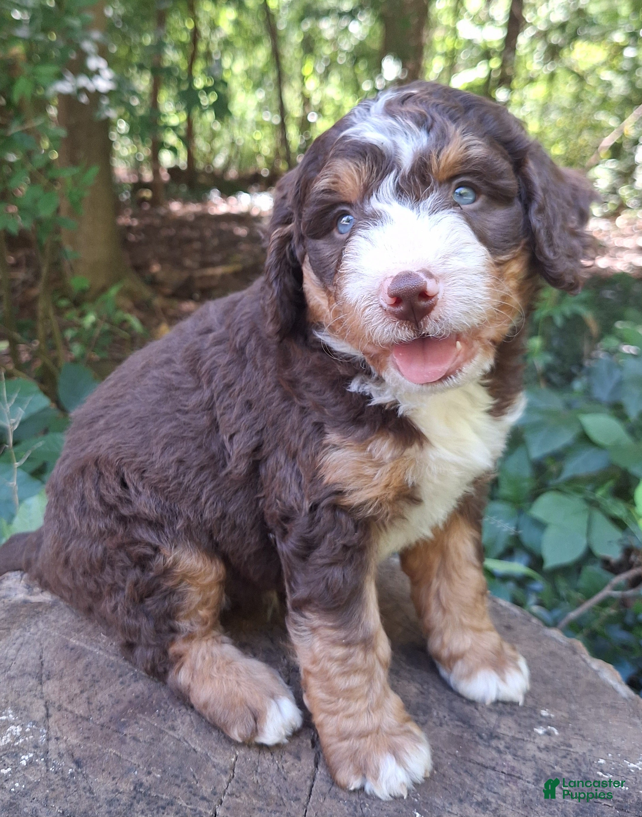 Mini Bernedoodle dogs for sale: Birch  - Ad 4