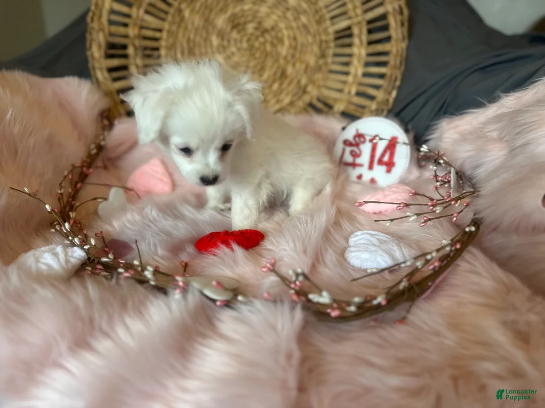 Mixed Breed dogs for sale: Snow White - Ad 5