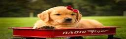Golden Retriever dogs for sale: Rocco✨ - Ad 4
