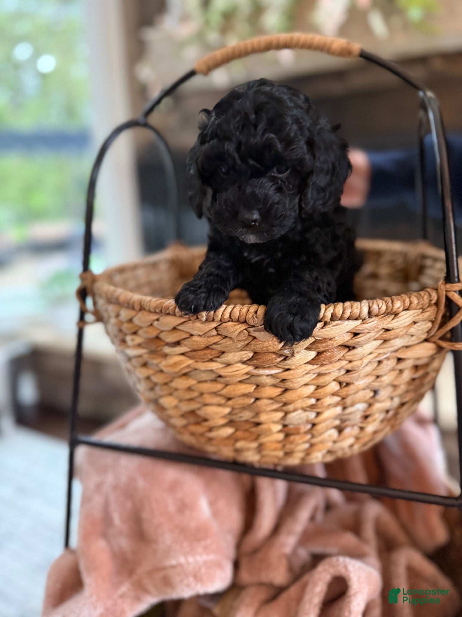 Cavapoo dogs Navy - Ad 2