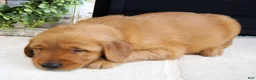 Golden Retriever dogs for sale: Max - Ad 4