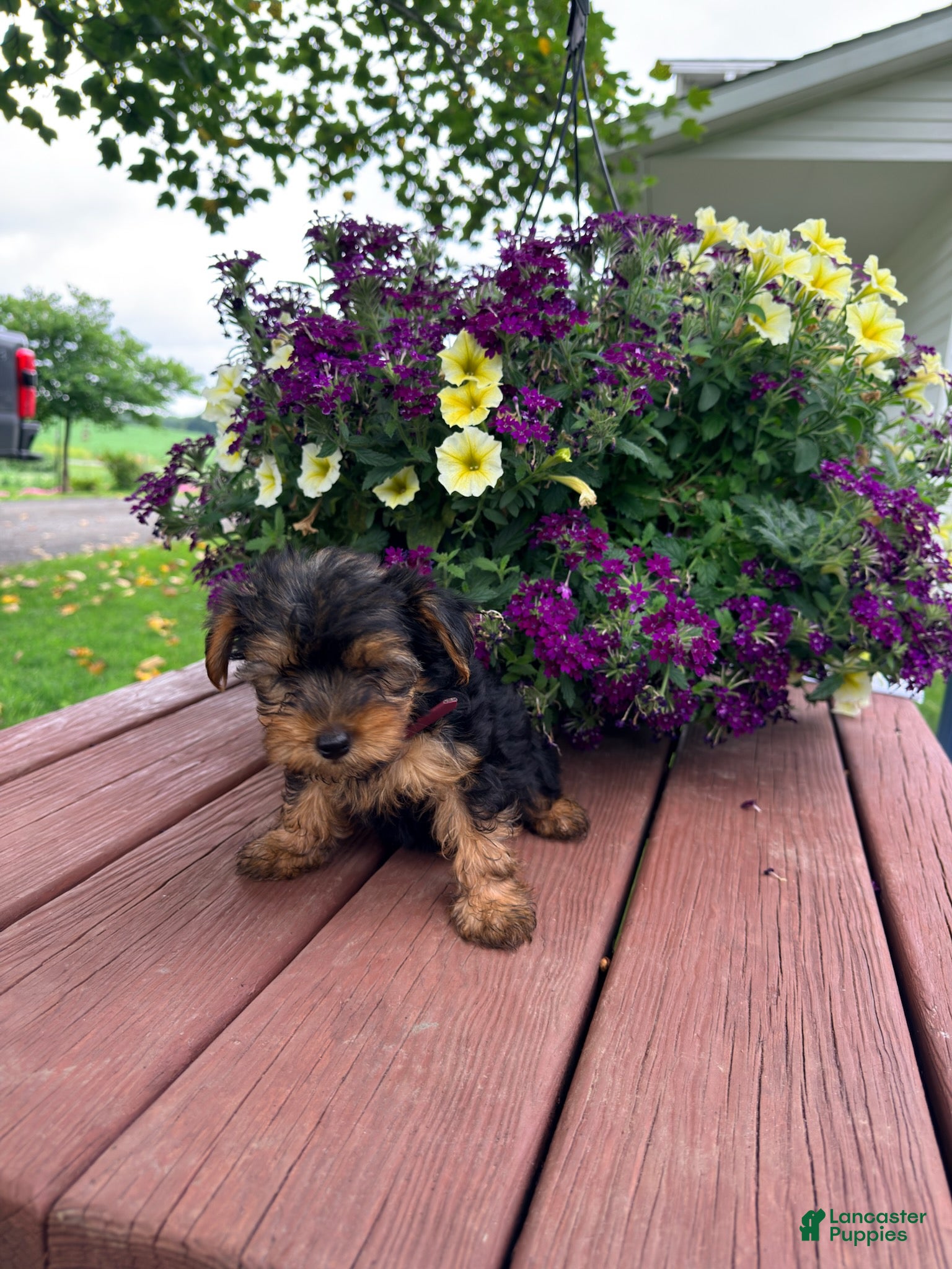Shorkie dogs Twila - Ad 1
