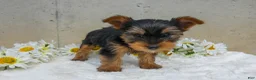 Yorkshire Terrier dogs for sale: Jem - Ad 3