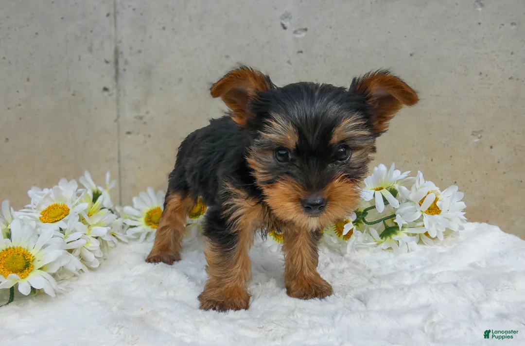 Yorkshire Terrier dogs for sale: Jem - Ad 3